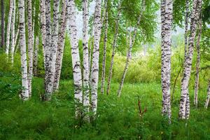 Fototapetă vlies dumbravă de mesteacăn iv. 375 x 250 cm
