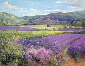 Timothy Easton - Artă imprimată Lavender Fields in Old Provence, (40 x 30 cm)