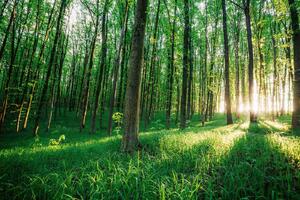 Fototapetă vlies pădure verde 375 x 250 cm