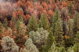 Fototapetă vlies pădure frumoasă de toamnă 375 x 250 cm