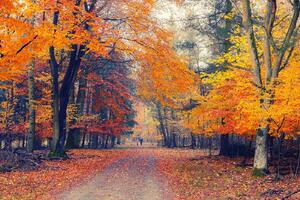 Fototapetă vlies cale prin parcul de toamnă 375 x 250 cm