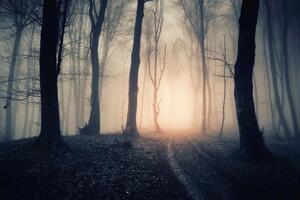 Fototapetă vlies cale magică prin pădure 375 x 250 cm