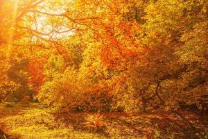 Fototapetă vlies arțari de toamnă 375 x 250 cm