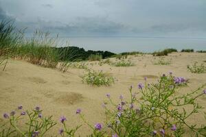 Fototapetă vlies dune uimitoare 375 x 250 cm