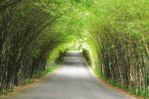 Fototapetă vlies calea de bambus 375 x 250 cm