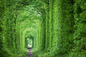 Fototapetă vlies tunel verde 375 x 250 cm