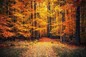 Fototapetă vlies cale în parcul de toamnă 375 x 250 cm