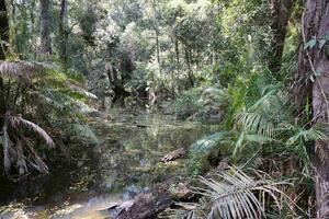 Fototapetă vlies mlaștină în pădurea tropicală 375 x 250 cm