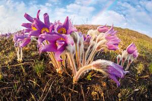 Fototapetă vlies pasqueflower de primăvară 375 x 250 cm