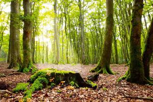 Fototapetă vlies raze în pădure 375 x 250 cm