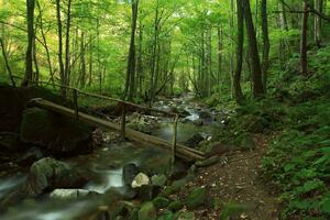 Fototapetă vlies pârâul forest 375 x 250 cm