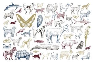 Fototapetă vlies colecție de animale ii. 375 x 250 cm