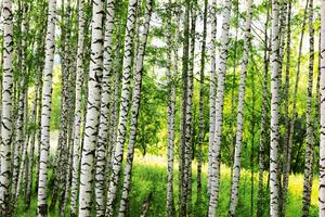 Fototapetă vlies pădure de mesteacăn 375 x 250 cm