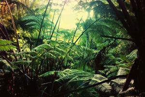 Fototapetă vlies junglă în hawaii 375 x 250 cm