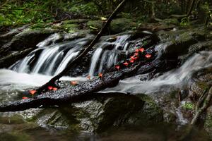 Fototapetă vlies cascada forest 375 x 250 cm