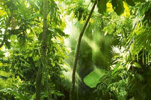 Fototapetă vlies pădure tropicală 375 x 250 cm