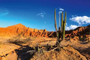 Fototapetă vlies cactus în deșert 375 x 250 cm