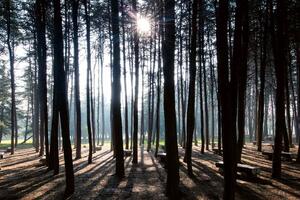 Fototapetă vlies scenă de dimineață 375 x 250 cm