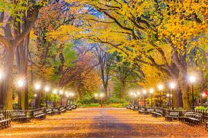 Fototapetă vlies central park în toamnă 375 x 250 cm