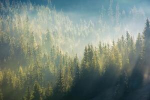Fototapetă vlies ceață peste pădure 375 x 250 cm