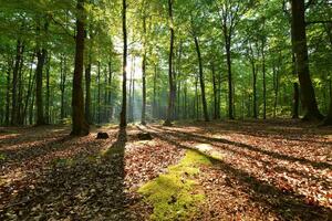 Fototapetă vlies dimineața în pădurea de fag 375 x 250 cm