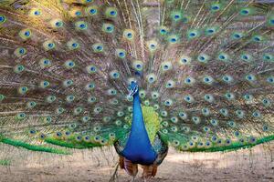 Fototapetă vlies spectacol de păuni 375 x 250 cm