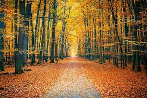 Fototapetă vlies parc colorat de toamnă 375 x 250 cm