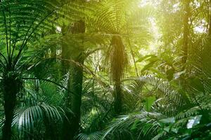 Fototapetă vlies junglă tropicală ii. 375 x 250 cm