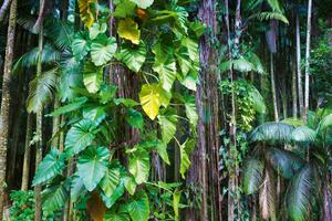 Fototapetă vlies frunze în jungla tropicală 375 x 250 cm
