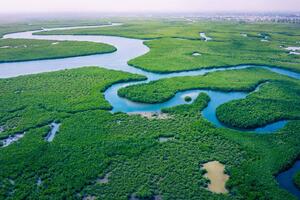 Fototapetă vlies păduri de mangrove 375 x 250 cm