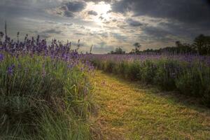 Fototapetă vlies câmp de lavandă la amurg 375 x 250 cm
