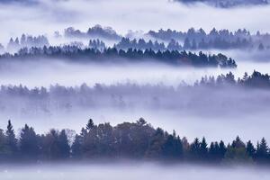Fototapetă vlies ceață și copaci 375 x 250 cm