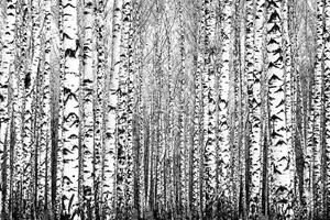Fototapetă vlies trunchiuri de primăvară 375 x 250 cm