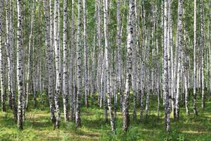 Fototapetă vlies dumbravă de mesteacăn iii. 375 x 250 cm