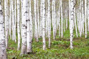 Fototapetă vlies dumbravă de mesteacăn 375 x 250 cm