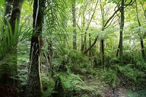 Fototapetă vlies vegetație tropicală 375 x 250 cm
