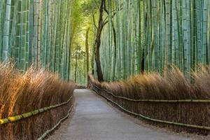 Fototapetă vlies traseu de bambus în japonia 375 x 250 cm