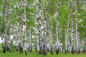 Fototapetă vlies dumbravă de mesteacăn de primăvară 375 x 250 cm