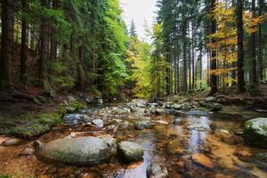 Fototapetă vlies pârâu în pădure 375 x 250 cm