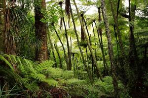 Fototapetă vlies pădure tropicală luxuriantă 375 x 250 cm