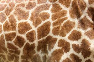 Fototapetă vlies piele de girafă 375 x 250 cm