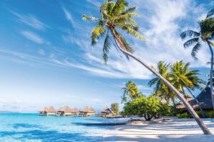 Fototapetă vlies palmier pe bora bora 375 x 250 cm