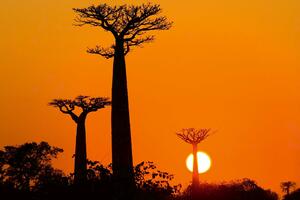 Fototapetă vlies baobab la apus 375 x 250 cm