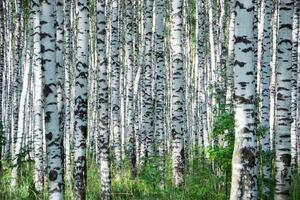 Fototapetă vlies zi de vară într-o dumbravă de mesteacăn 375 x 250 cm