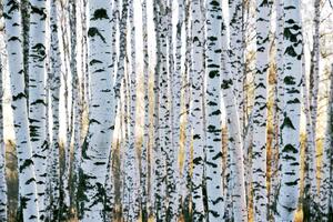 Fototapetă vlies trunchiuri de mesteacăn 375 x 250 cm