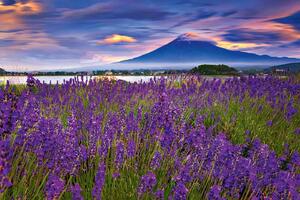 Fototapetă vlies lavandă cu muntele fuji 375 x 250 cm