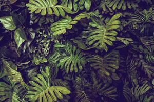 Fototapetă vlies frunze de monstera 375 x 250 cm