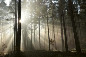 Fototapetă vlies raze în pădurea de toamnă 375 x 250 cm