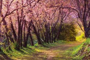 Fototapetă vlies sakura roz 375 x 250 cm