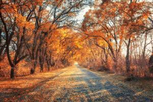 Fototapetă vlies cale de-a lungul unei alei de toamnă 375 x 250 cm